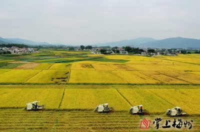 快来看航拍大片！秋收正当时，特色丝苗米香满蕉岭田野
