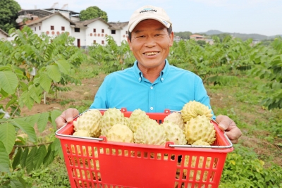 @嗜甜者 台湾释迦果在梅州引种成功，来这里可以体验采摘乐趣！