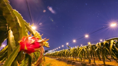 灿若繁星！梅县这里的火龙果“会发光”，周末一起去“打卡”吧~