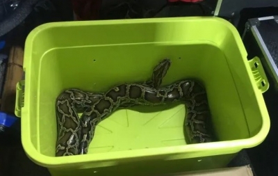 杂技团用蟒蛇表演吸引人气？警方：走过路过不会错过...