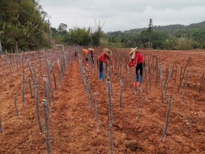 村村联动、产村融合！丰顺留隍镇这样筑起村民致富梦...