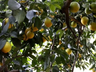 正是橙黄橘绿时，“橙乡”又飘橙香！