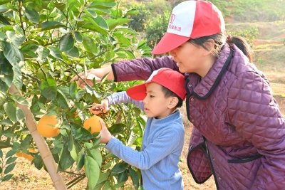 香飘引客来！平远脐橙结硕果，采摘进入“火爆期”