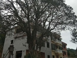 现代版“世外桃源”！梅县桃源村幽谷绿林、桂花飘香~