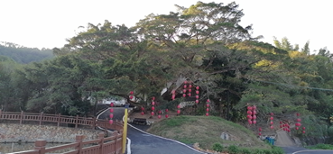 城北玉水村百年“公婆榕树”，见证着村庄变迁...