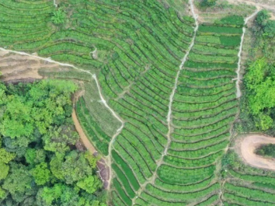 开门就是茶山大海！这里的百年茶树见证了客家人与茶的故事