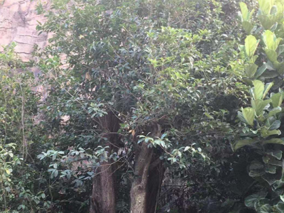 相依相偎！客天下美丽小镇梅桂合生树别有一番意境！