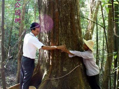 锥树、香樟…百年古树见证梅县桃尧镇一代代人的成长!