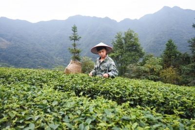 让茶香飘出深山！90后小伙黄义从打工仔打拼成“茶园主” 