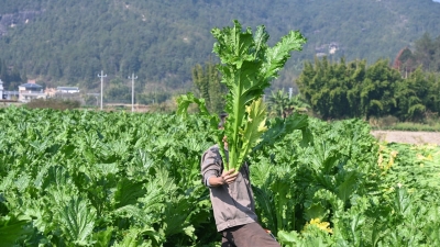 冬日平远 梅菜飘香！文裕村民的梅菜“晒”出专业路