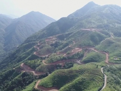 致富“金叶子” 助脱贫攻坚一臂之力