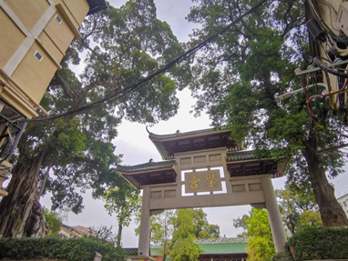 百年古树，在学宫门前种下了一代代学子的“梦”！