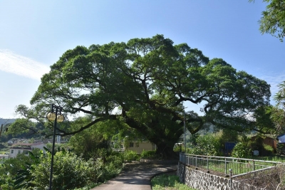 大埔小留村：“千年”古树见证村庄美丽蝶变