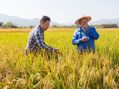 一念“天下粮满仓”！竹稻之父钟章美打开水稻育种的丰富想象空间