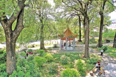 村民的“团宠”！蕉岭乐干村古树公园扮靓美丽乡村