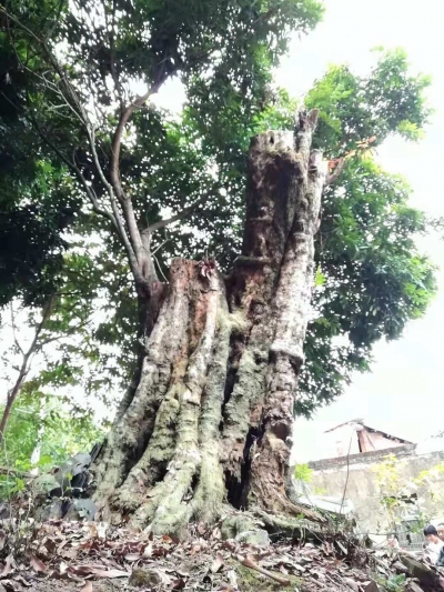 蕉岭暗石村，村民积极护林，古树遍布村庄~