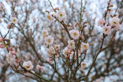 观潮塘古梅，倾听年轮里的故事...