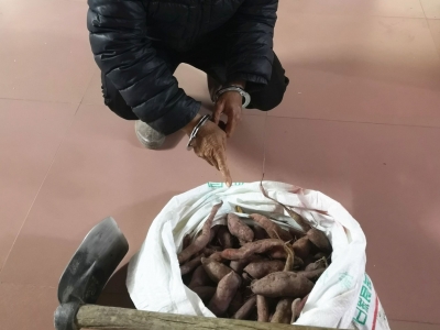 1小时内挖走100斤！“妇女团”摸黑偷红薯