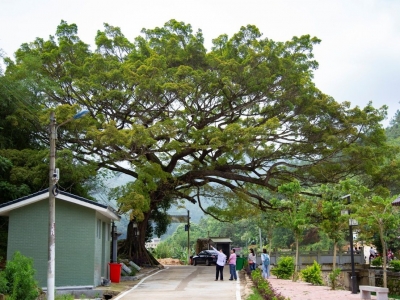 300多年，不变的是五华华南村民们的“榕树情结”