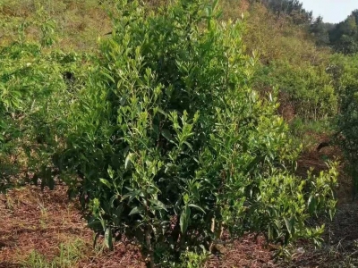 任时光流逝，你还记得蕉岭蓝源村那棵老茶树吗？ 