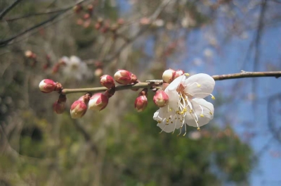 游松溪古桥、品百年古梅…平远差干这里风景独好～ 