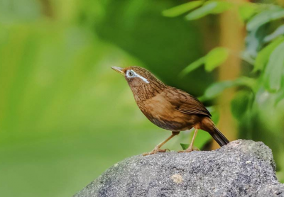 拘役两个月！男子捕鸟把自己“捕”进了牢笼