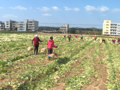 寒潮来袭，农作物如何抗寒防冻？五华这地有绝招！