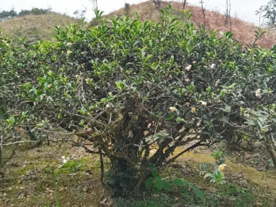 马图村，一个弥漫着茶树香气的村庄