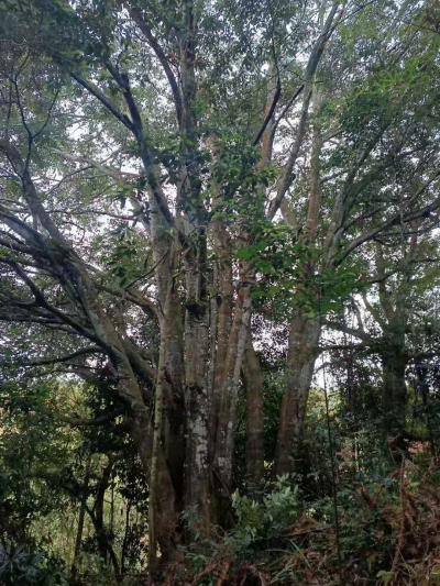 留住绿色，记住乡愁！五华龙洞村民合力守护这群红椎古树