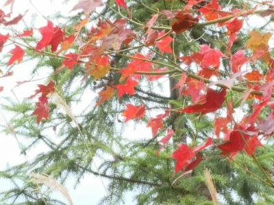 枫叶焕彩分外妖娆！这里藏着平远初冬的醉人美色...