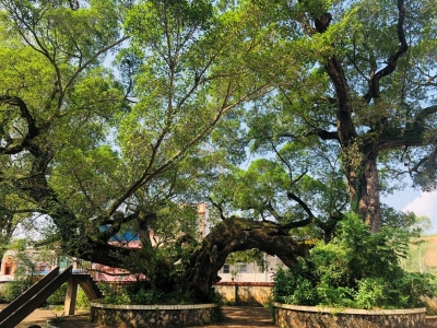 梅县畬江这棵500多年的古榕，缀满了彰坑村民童年色彩斑斓的梦