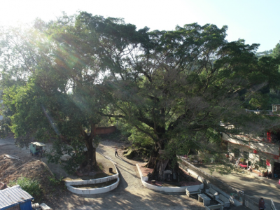 800多年古榕见证沧桑，一睹五华郭田镇灵坑村“镇村之宝”