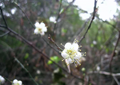 繁花怒放！梅南大山深处古梅暗香浮动