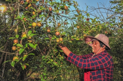 一株株油茶树敲开“小康门”！来看平远这个村“一村一品”致富“宝典”