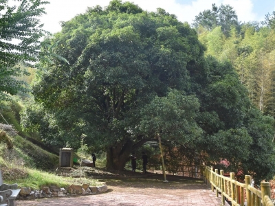 百年花村桂，承载着湖寮人的记忆…