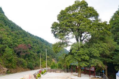 五华双华镇冰塘村百年板托树，留下一段红色故事…