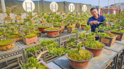 把小盆景孕育成“摇钱树”，梅县南龙村村民正“撸起袖子努力干”...