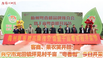 梅州V视丨客商、果农笑开颜!兴宁市龙田镇坪见村千亩“粤香柑”今日开采