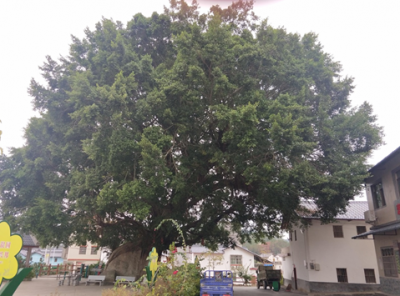 大埔恋墩村有棵“镇村之宝”古榕树，来听听它的美丽传说~    