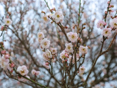 梅县区：保护潮塘千年古梅 优化提升景观效果