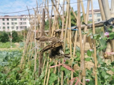 丰顺村庄现“夺命”鸟网！森林公安为候鸟安全迁徙开辟“绿色通道”