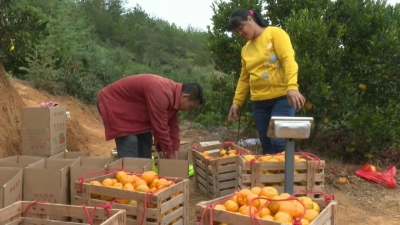 厉害了！平远乡村的这个黄金蜜果，远销上海等大都市！