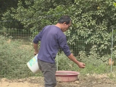 贫困户变示范户  苦日子变“甜日子”！来看这位丰顺柚农的脱贫故事