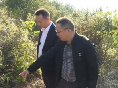 石远平专题调研松材线虫病防治工作