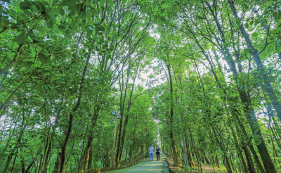 “粤见森林，悦见美好” 第二届广东省森林文化周梅县区分会场活动启动
