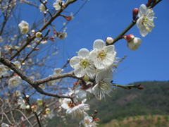 古梅何处觅芳踪？梅县鸡冠山中香扑鼻