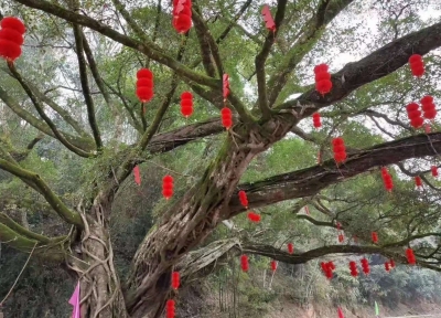 古树、瀑布、溪流...隐藏在深山中的西阳白水村，是一片世外桃源