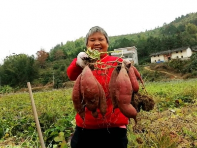 五华潭下：生活如红薯般越尝越甜！