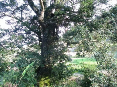 畲族深山里的400年古茶树，一起揭开“畲祖茶”的神秘面纱...