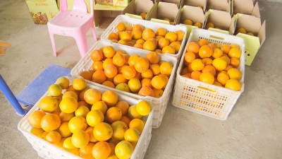 “橙”熟咯！蕉岭暗石村橙香溢满园，甜到“犯规”~